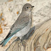 Mountain Bluebird